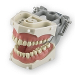 860 Articulated Endodontic Model for x-Ray Technique